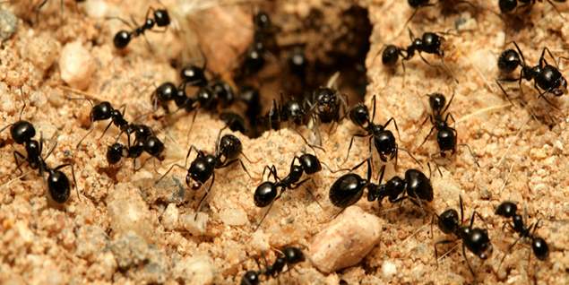formigas